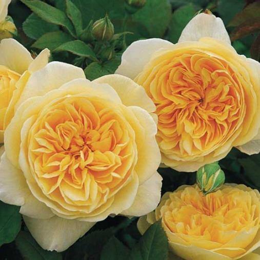 Teasing Georgia Butasi trandafiri de gradina butași trandafiri de grădină