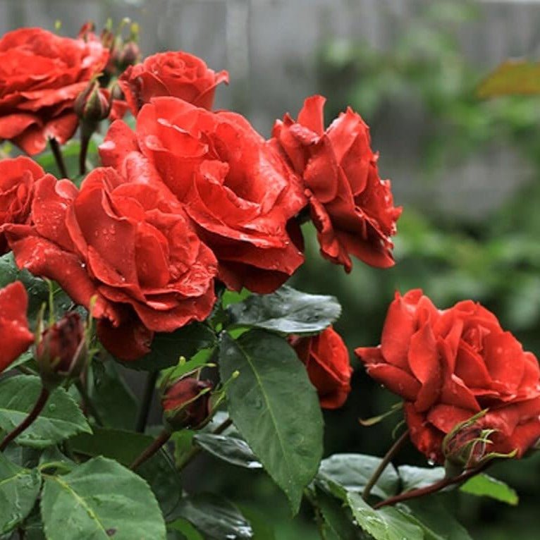 Terracotta Trandafir Teahibrid butași trandafiri de grădină