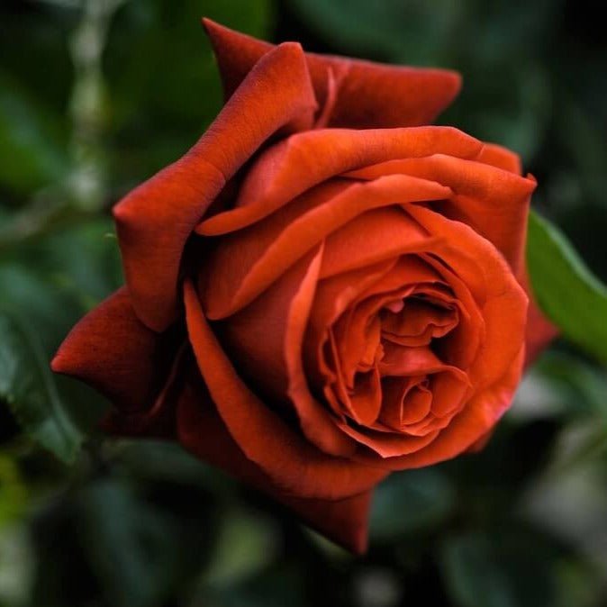 Terracotta Trandafir Teahibrid butași trandafiri de grădină