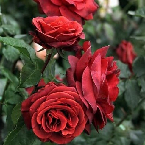 Terracotta Trandafir Teahibrid butași trandafiri de grădină