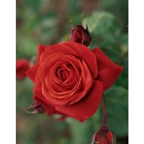 Terracotta Trandafir Teahibrid butași trandafiri de grădină