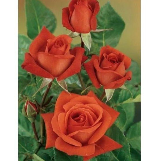 Terracotta Trandafir Teahibrid butași trandafiri de grădină