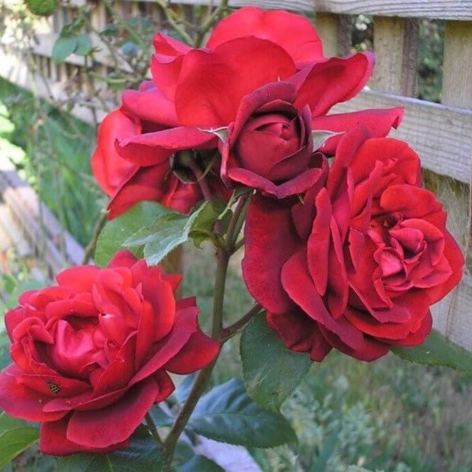 Terracotta Trandafir Teahibrid butași trandafiri de grădină