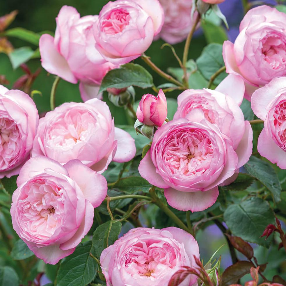 The Mill on The Floss Trandafir Englezesc Floribunda butași trandafiri de grădină
