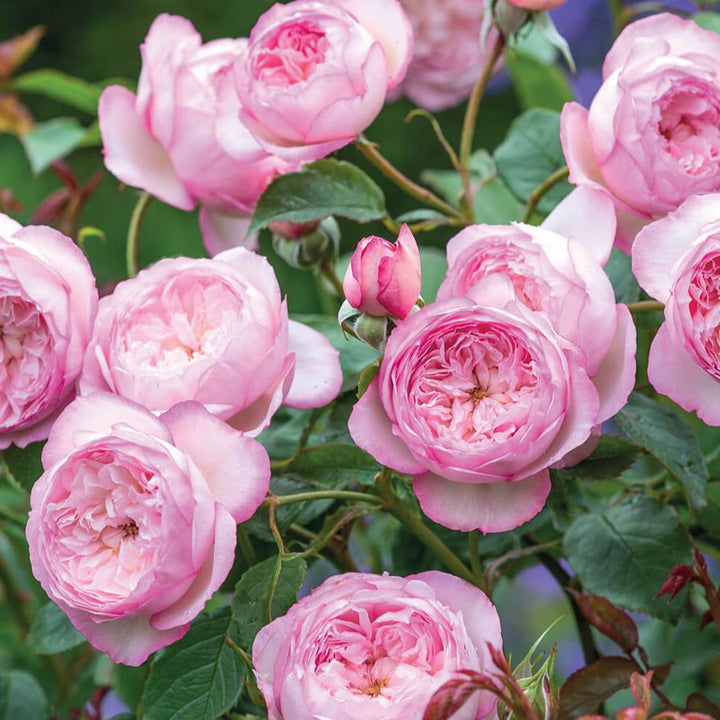 The Mill on The Floss Trandafir Englezesc Floribunda butași trandafiri de grădină
