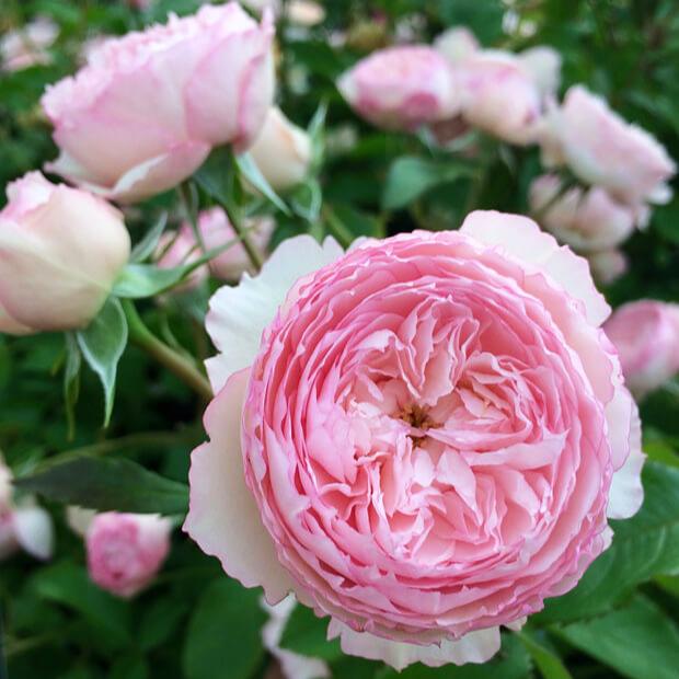 The Mill on The Floss Trandafir Englezesc Floribunda butași trandafiri de grădină