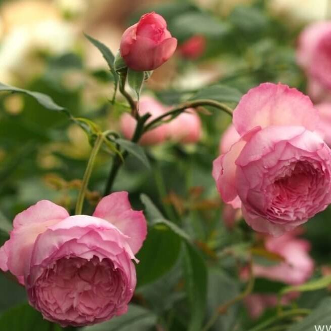 The Mill on The Floss Trandafir Englezesc Floribunda butași trandafiri de grădină