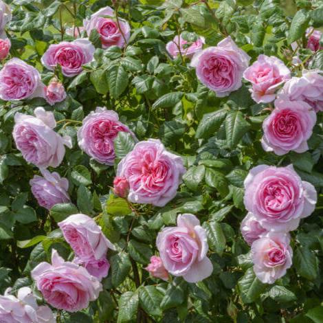The Mill on The Floss Trandafir Englezesc Floribunda butași trandafiri de grădină