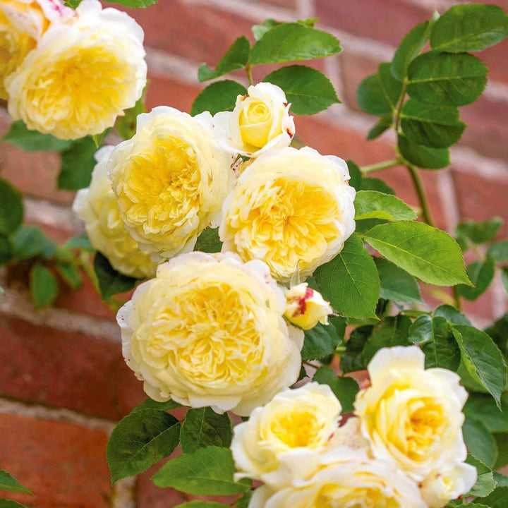 The Pilgrim Trandafir Englezesc Cățărător Urcător butași trandafiri de grădină