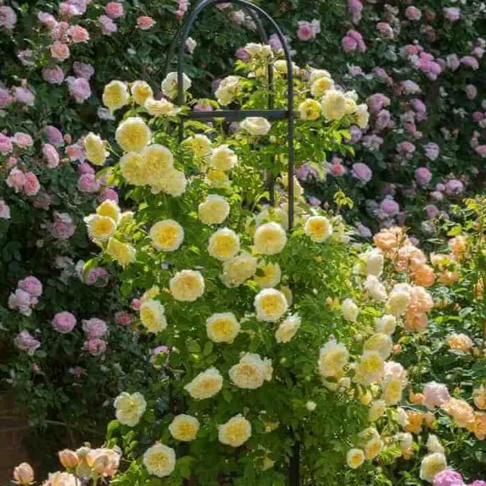 The Pilgrim Trandafir Englezesc Cățărător Urcător butași trandafiri de grădină