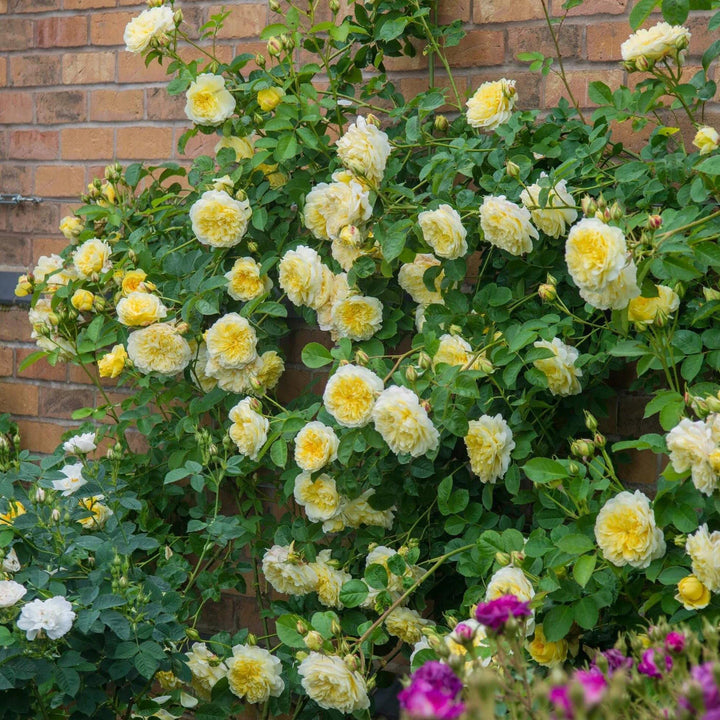 The Pilgrim Trandafir Englezesc Cățărător Urcător butași trandafiri de grădină