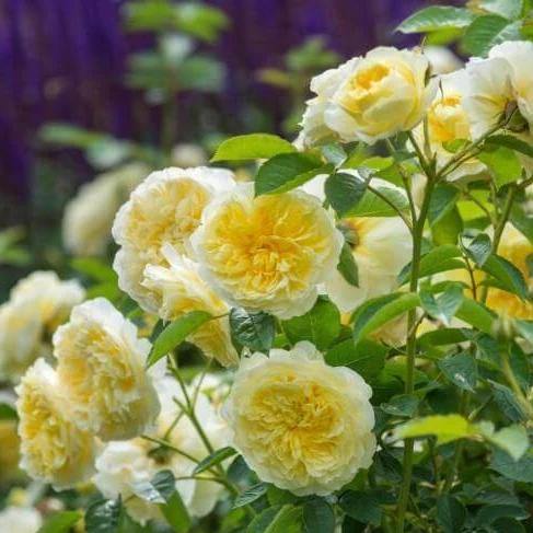 The Pilgrim Trandafir Englezesc Cățărător Urcător butași trandafiri de grădină