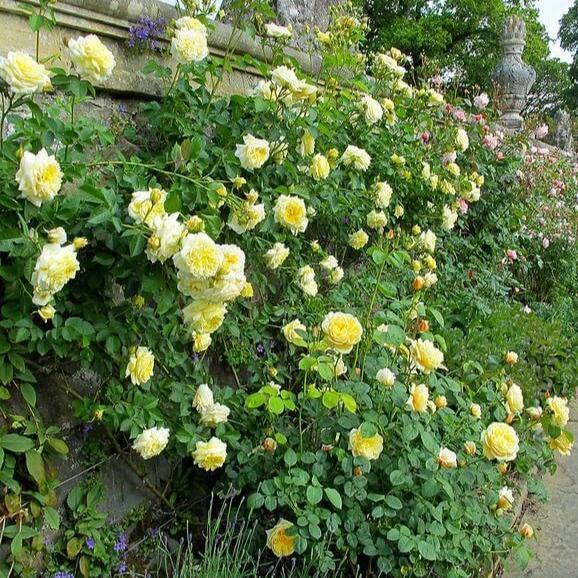 The Pilgrim Trandafir Englezesc Cățărător Urcător butași trandafiri de grădină
