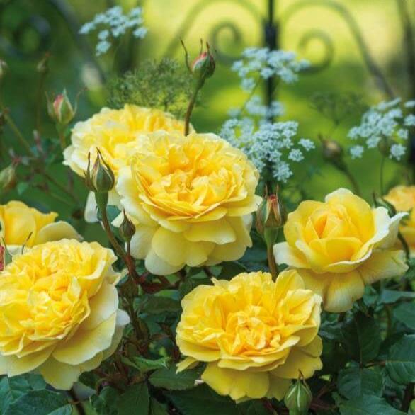 The Poet's Wife Trandafir Englezesc Floribunda butași trandafiri de grădină