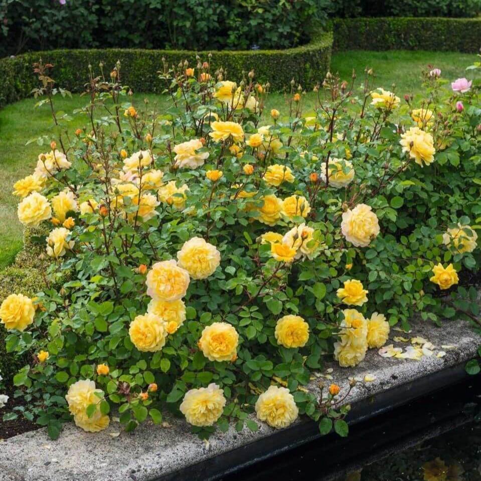 The Poet's Wife Trandafir Englezesc Floribunda butași trandafiri de grădină