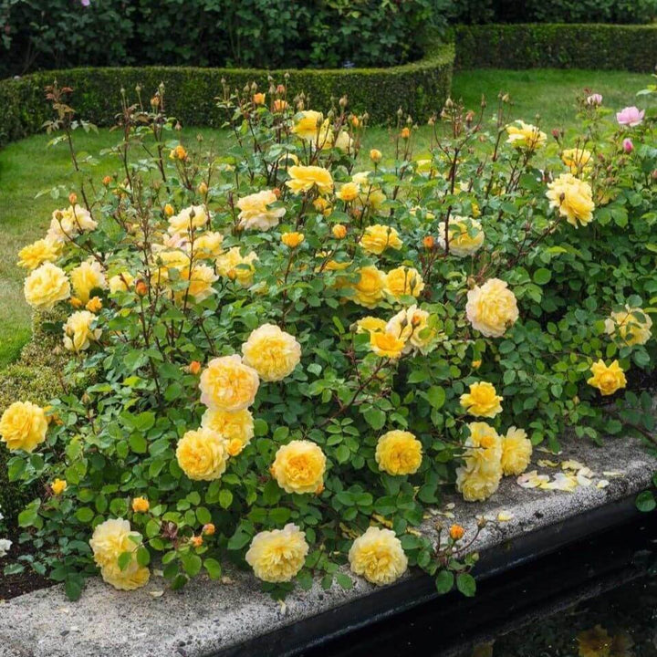 The Poet's Wife Trandafir Englezesc Floribunda butași trandafiri de grădină