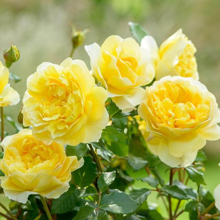 The Poet's Wife Trandafir Englezesc Floribunda butași trandafiri de grădină