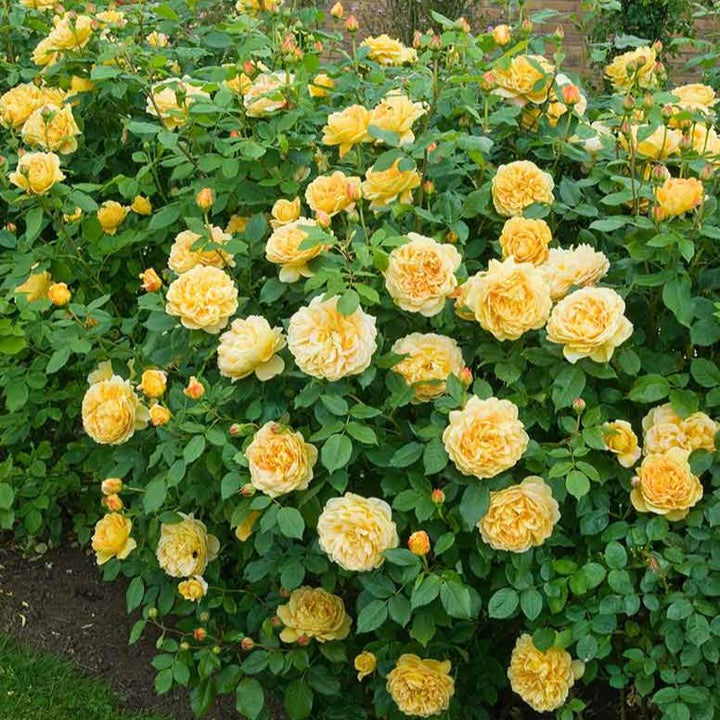 The Poet's Wife Trandafir Englezesc Floribunda butași trandafiri de grădină