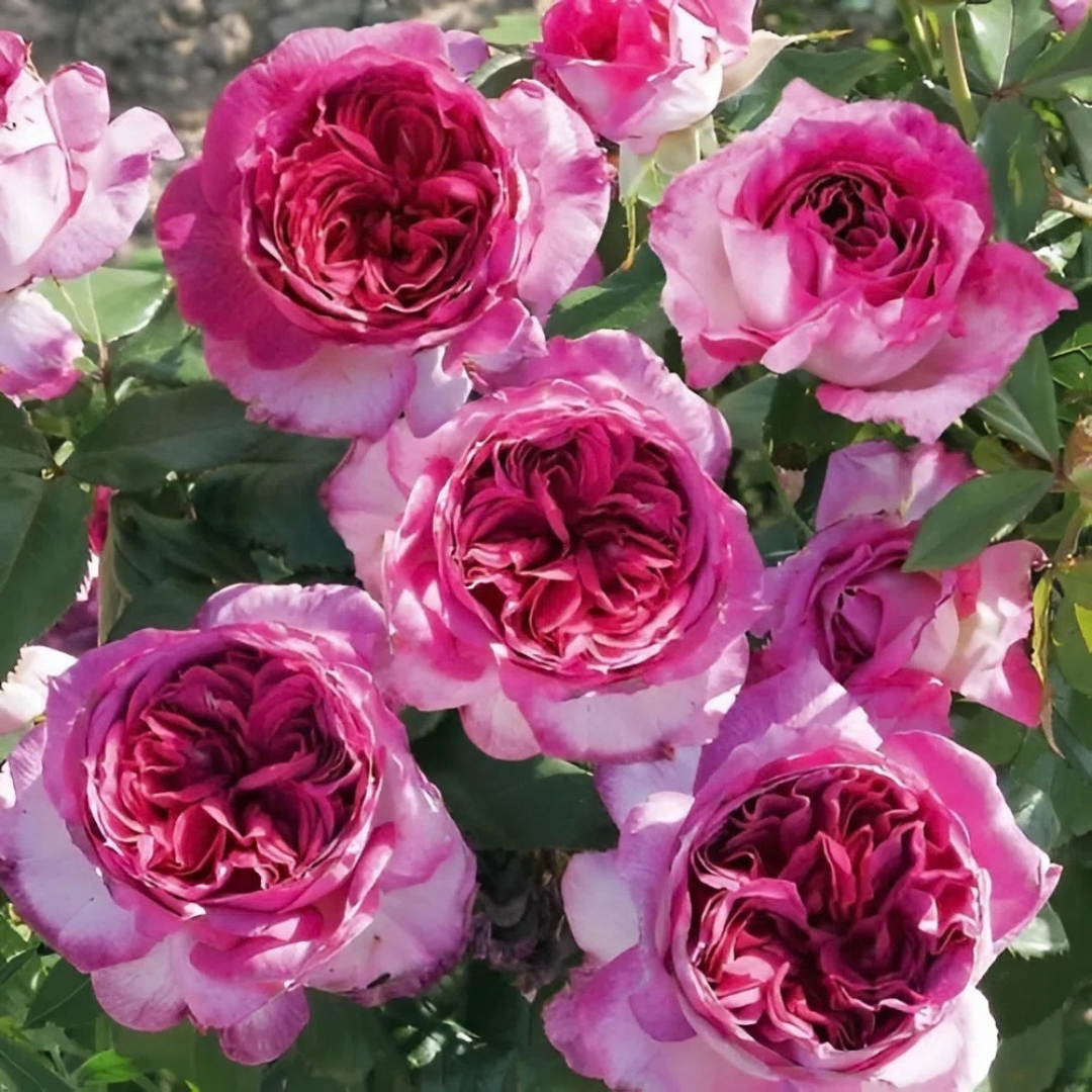 Famous Roses