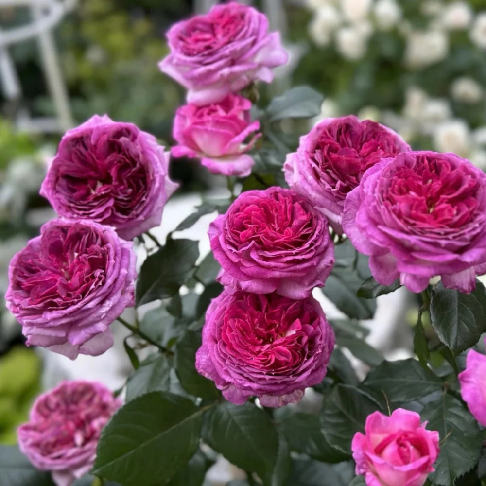 Famous Roses