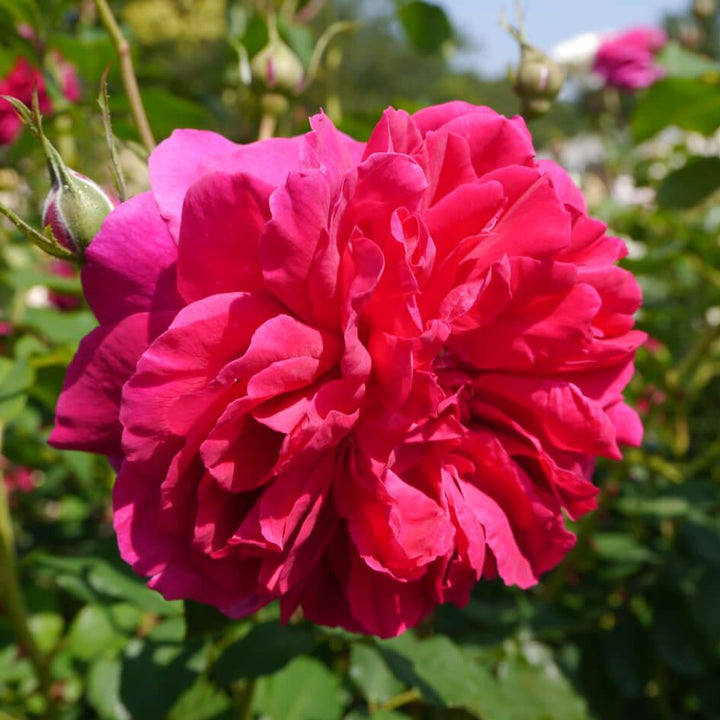 Thomas A Becket Trandafir Englezesc Floribunda butași trandafiri de grădină