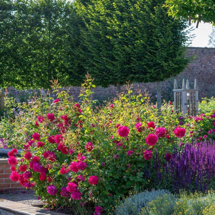 Thomas A Becket Trandafir Englezesc Floribunda butași trandafiri de grădină