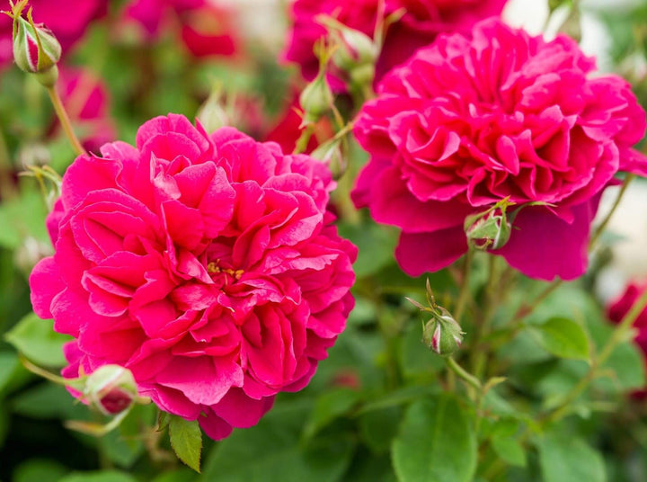 Thomas A Becket Trandafir Englezesc Floribunda butași trandafiri de grădină