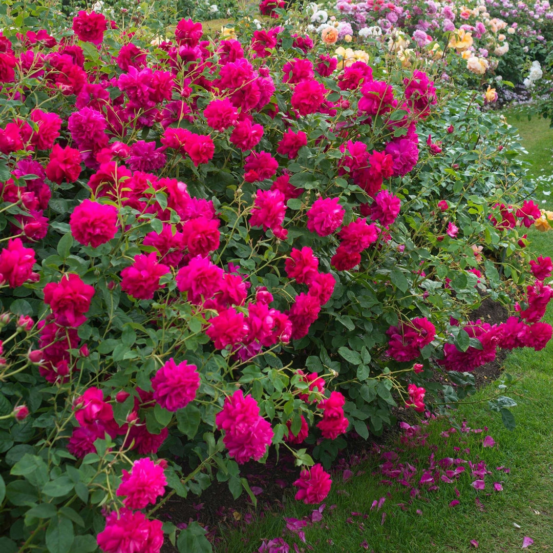 Thomas A Becket Trandafir Englezesc Floribunda butași trandafiri de grădină