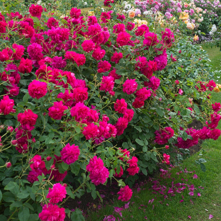 Thomas A Becket Trandafir Englezesc Floribunda butași trandafiri de grădină