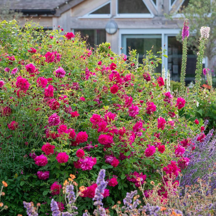 Thomas A Becket Trandafir Englezesc Floribunda butași trandafiri de grădină