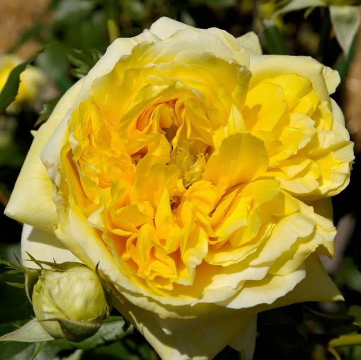 Toulouse Lautrec Trandafir Teahibrid butași trandafiri de grădină