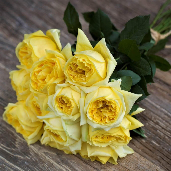 Toulouse Lautrec Trandafir Teahibrid butași trandafiri de grădină