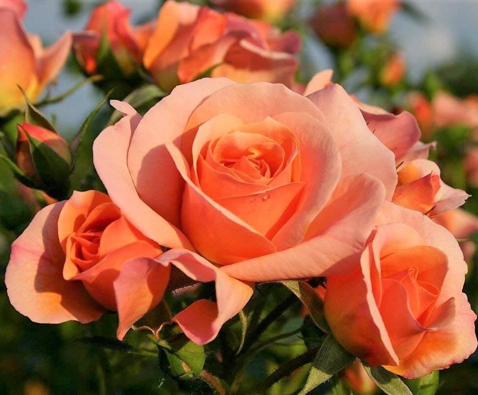 Trandafir Pomisor Aprikola Butasi trandafiri de gradina butași trandafiri de grădină