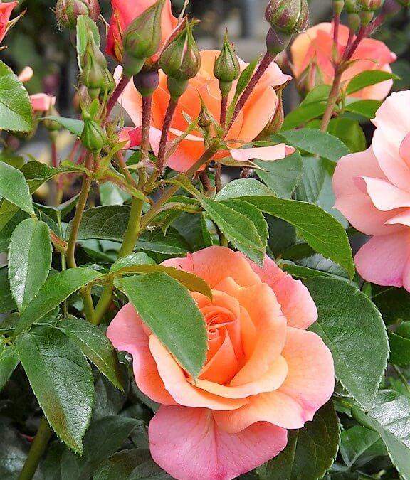 Trandafir Pomisor Aprikola Butasi trandafiri de gradina butași trandafiri de grădină