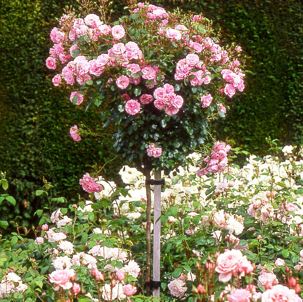 Trandafir Pomisor Bonica Butasi trandafiri de gradina butași trandafiri de grădină