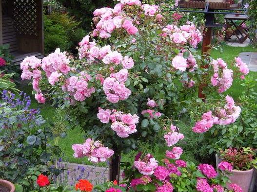 Trandafir Pomisor Bonica Butasi trandafiri de gradina butași trandafiri de grădină