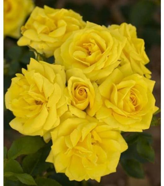 Trandafir Pomisor Carte D'or Butasi trandafiri de gradina butași trandafiri de grădină