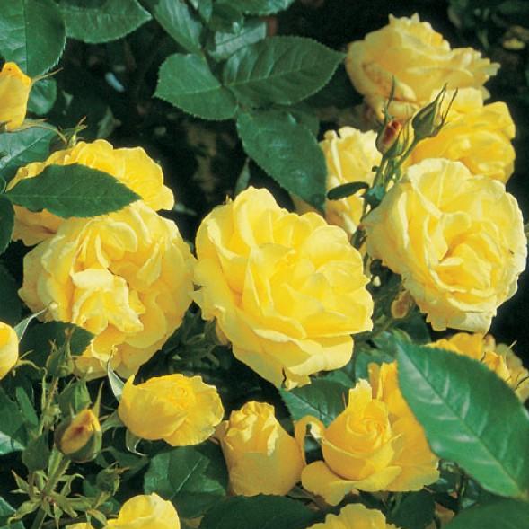 Trandafir Pomisor Carte D'or Butasi trandafiri de gradina butași trandafiri de grădină