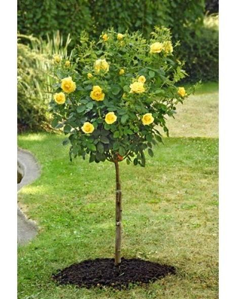 Trandafir Pomisor Carte D'or Butasi trandafiri de gradina butași trandafiri de grădină