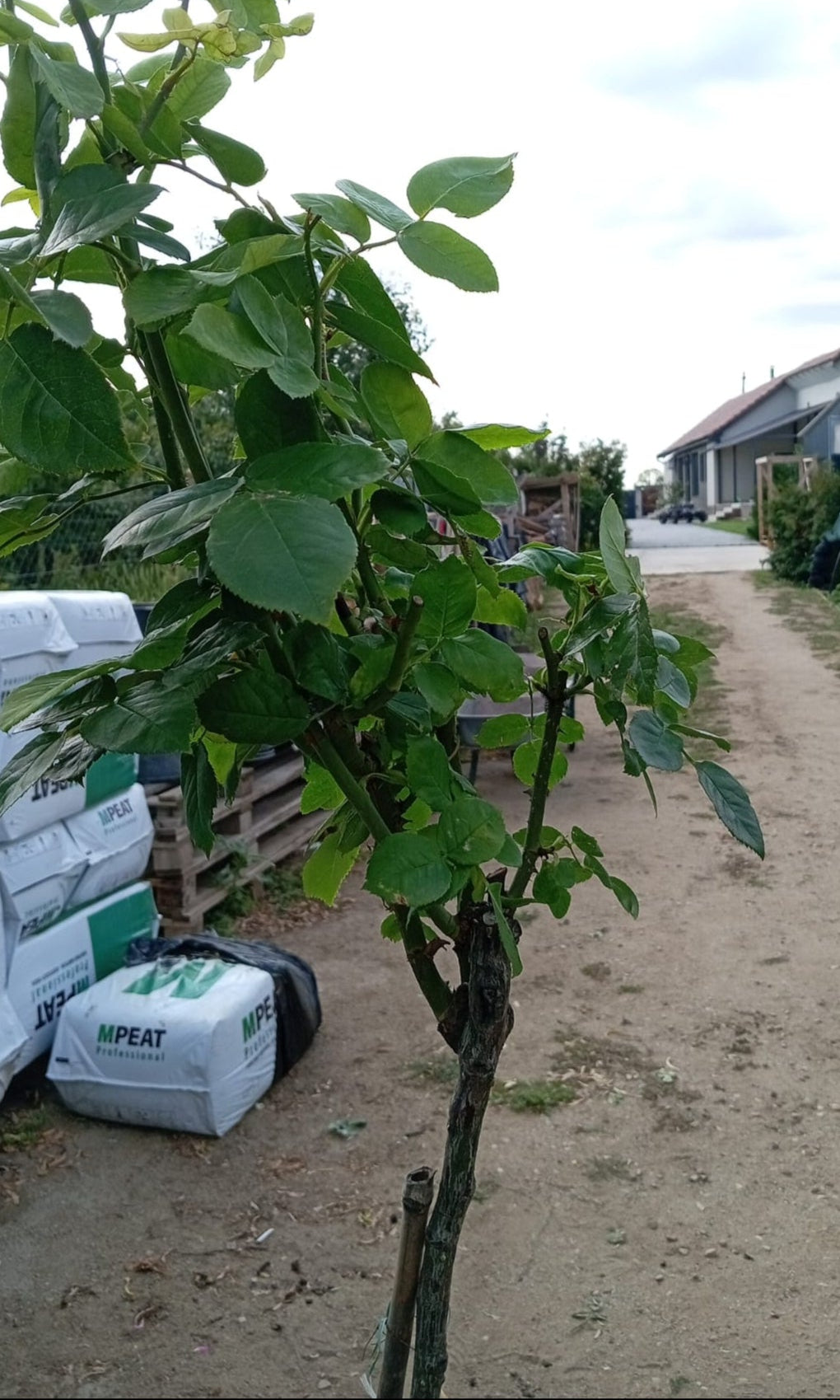 Trandafir Pomisor Carte D'or