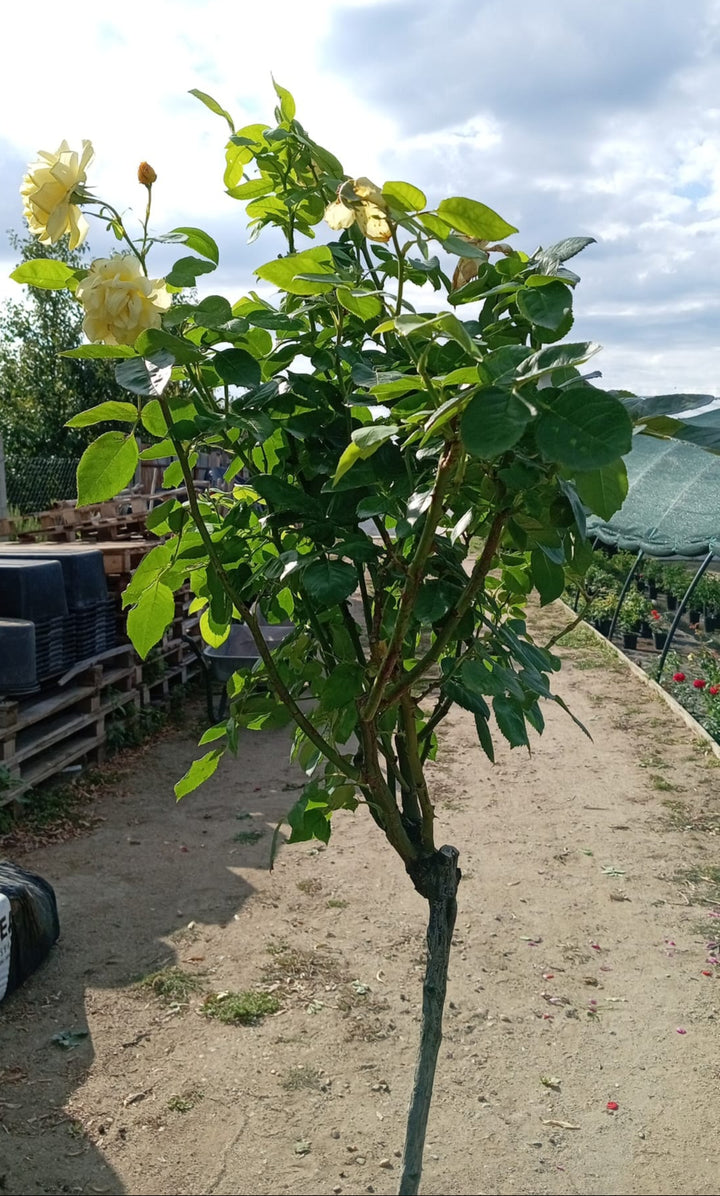 Trandafir Pomisor Carte D'or