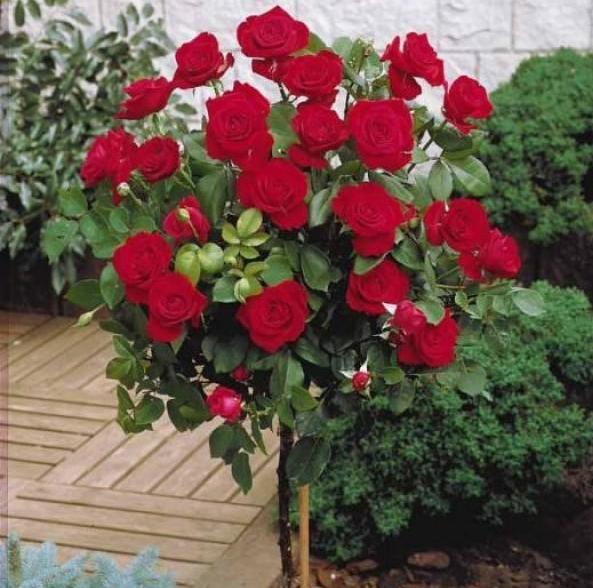 Trandafir Pomisor Dame de Coeur Butasi trandafiri de gradina butași trandafiri de grădină