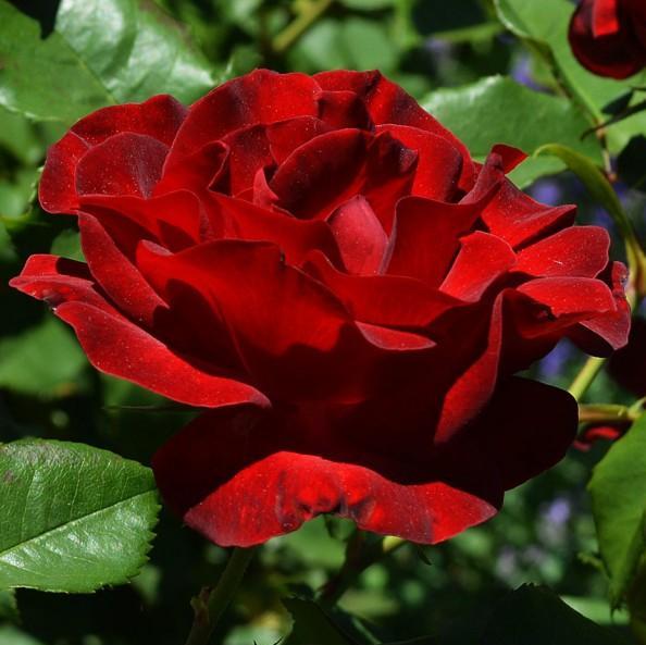 Trandafir Pomisor Dame de Coeur Butasi trandafiri de gradina butași trandafiri de grădină