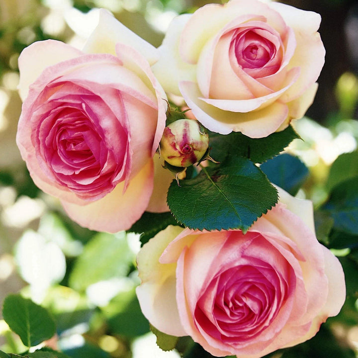 Trandafir Pomisor Eden Rose 85 Butasi trandafiri de gradina butași trandafiri de grădină