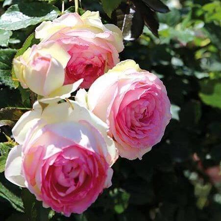 Trandafir Pomisor Eden Rose 85 Butasi trandafiri de gradina butași trandafiri de grădină