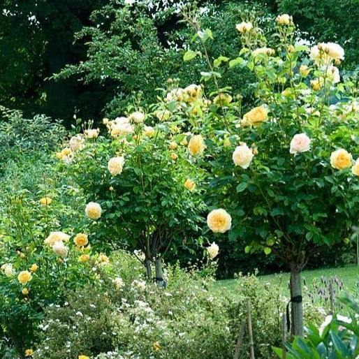 Trandafir Pomisor Graham Thomas Butasi trandafiri de gradina butași trandafiri de grădină