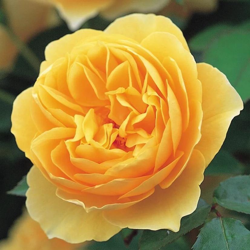 Trandafir Pomisor Graham Thomas Butasi trandafiri de gradina butași trandafiri de grădină