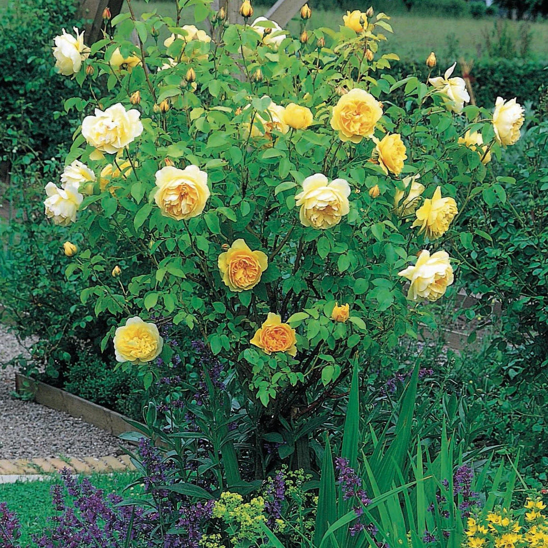 Trandafir Pomisor Graham Thomas Butasi trandafiri de gradina butași trandafiri de grădină