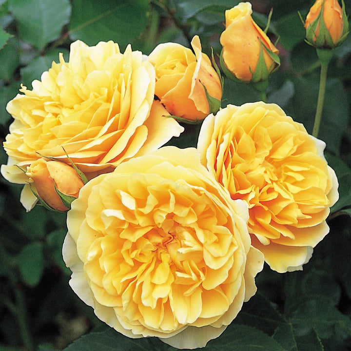 Trandafir Pomisor Graham Thomas Butasi trandafiri de gradina butași trandafiri de grădină