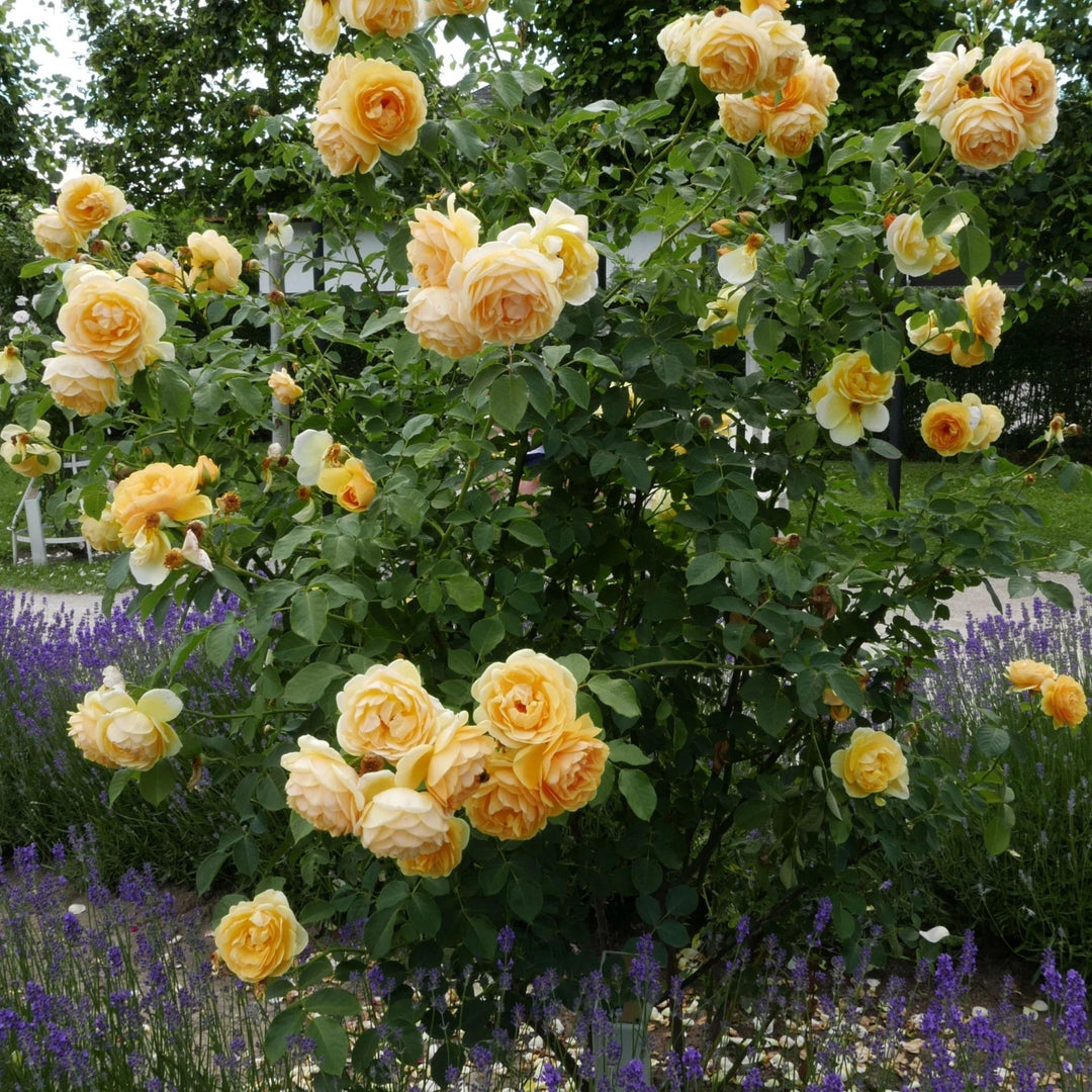 Trandafir Pomisor Graham Thomas Butasi trandafiri de gradina butași trandafiri de grădină